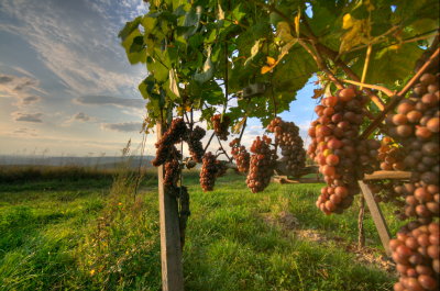 Heranreifende Grauer Burgunder - ripening Pinot Gris